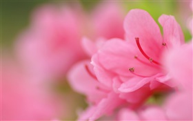 Pink azaleas macro photography HD wallpaper