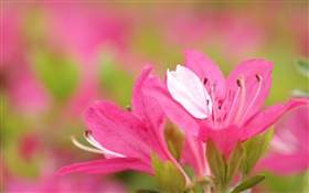 Pink azaleas petals close-up HD wallpaper