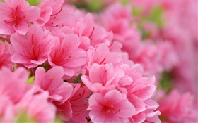 Pink azaleas