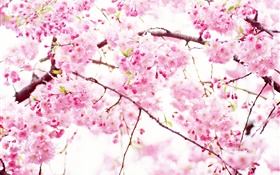 Pink cherry flowers bloom, spring HD wallpaper