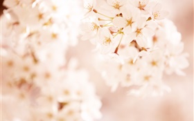 Pink cherry flowers, bokeh HD wallpaper