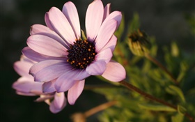 Pink flower, petals close-up