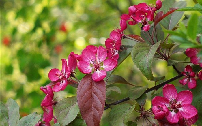 Pink flowers, bloom, leaves, spring Wallpapers Pictures Photos Images