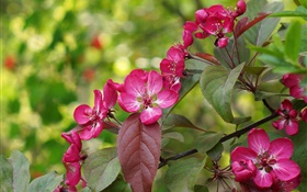 Pink flowers, bloom, leaves, spring HD wallpaper