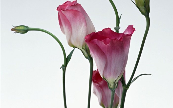 Pink flowers close-up, blur background Wallpapers Pictures Photos Images