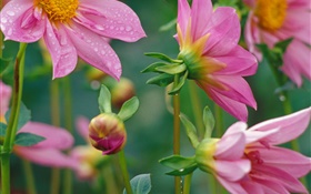 Pink flowers close-up, dew HD wallpaper