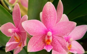 Pink flowers close-up, phalaenopsis, dew