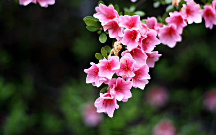 Pink flowers, twigs, spring Wallpapers Pictures Photos Images