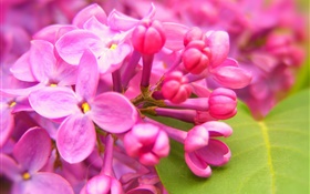 Pink lilac flowers HD wallpaper