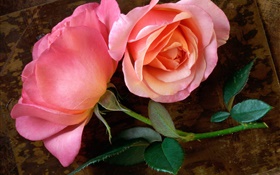 Pink rose flower on the wood board