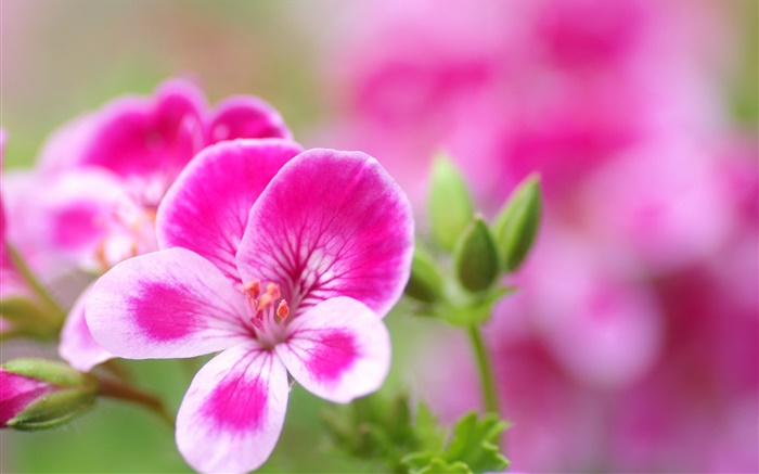 Pink white petals flowers close-up Wallpapers Pictures Photos Images