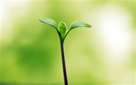 Plant buds close-up, bokeh, spring HD wallpaper