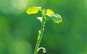Plants buds close-up, green, spring, dew HD wallpaper