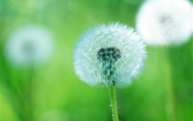 Plants close-up, dandelion flowers, green background HD wallpaper