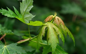Plants close-up, green leaves, dew HD wallpaper