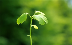 Plants close-up, green, spring, bokeh HD wallpaper