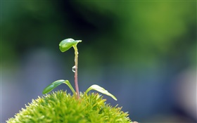 Plants close-up, seeds germinate HD wallpaper