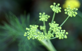 Plants macro photography, flowers HD wallpaper