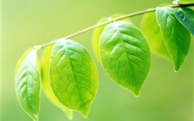 Plants, twigs, green leaves close-up HD wallpaper