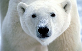 Polar bear face close-up HD wallpaper