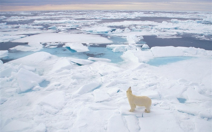 Polar bear look to the sea, thick snow Wallpapers Pictures Photos Images