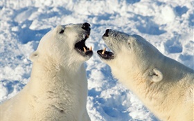 Polar bear yawn HD wallpaper