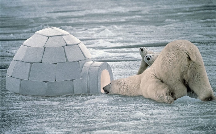 Polar bears, family, snow Wallpapers Pictures Photos Images