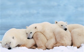 Polar bears hold together for warmth sleep HD wallpaper