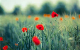 Poppies, red flowers, grass