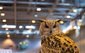 Predator, owl, city, lights HD wallpaper