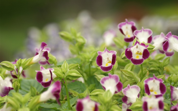 Purple and white flower petals, green leaves Wallpapers Pictures Photos Images