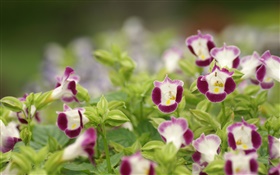 Purple and white flower petals, green leaves HD wallpaper