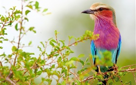 Purple blue feathers bird, twigs HD wallpaper