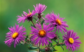 Purple chrysanthemum HD wallpaper