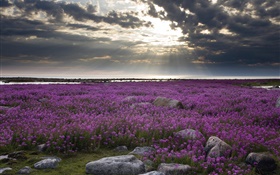 Purple flowers field, rocks, clouds, sun rays HD wallpaper