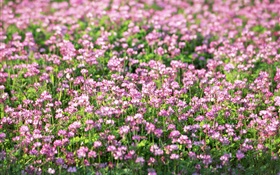 Purple little wildflowers, spring HD wallpaper