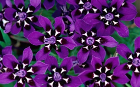 Purple petals flowers close-up HD wallpaper