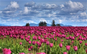 Purple tulip flowers field, clouds, trees, dusk HD wallpaper