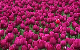 Purple tulip flowers field HD wallpaper