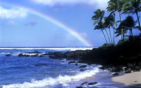 Rainbow, blue sea, coast, palm trees, Hawaii, USA HD wallpaper