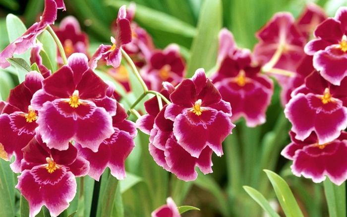 Red Phalaenopsis flowers close-up Wallpapers Pictures Photos Images