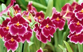 Red Phalaenopsis flowers close-up