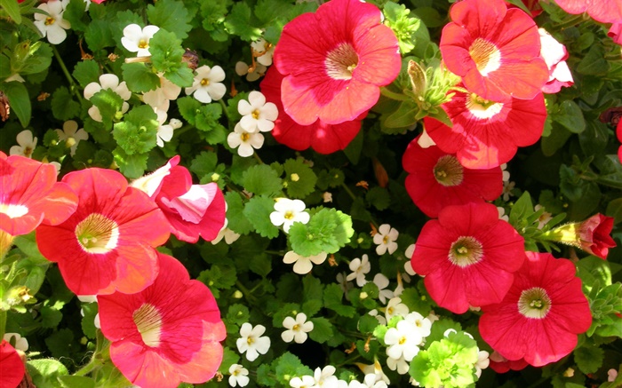 Red and white flowers close-up Wallpapers Pictures Photos Images