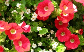 Red and white flowers close-up HD wallpaper