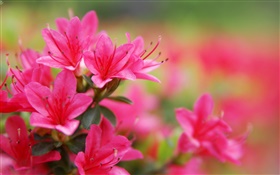Red azaleas close-up HD wallpaper
