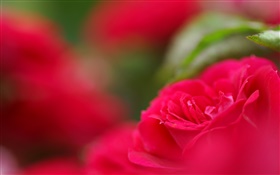 Red flower close-up, bokeh