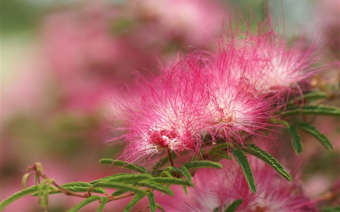 Red flower close-up, petals like lines Wallpapers Pictures Photos Images