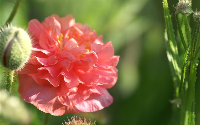 Red flower close-up, sunshine, bokeh Wallpapers Pictures Photos Images