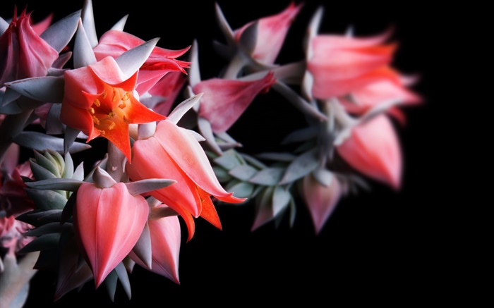 Red flowers, black background Wallpapers Pictures Photos Images