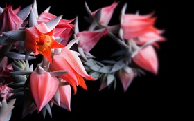 Red flowers, black background HD wallpaper